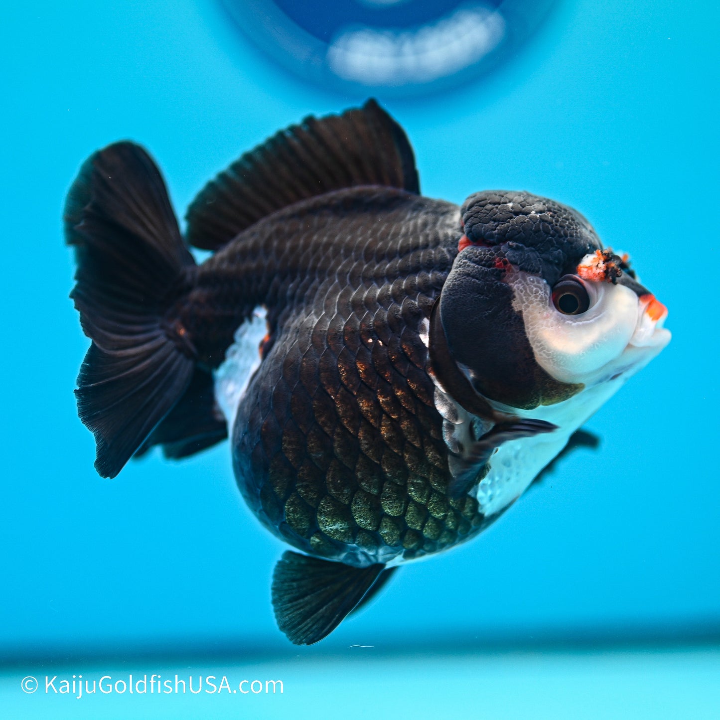 Panda YuanBao Oranda 4in body (240524_OR05) - Kaiju Goldfish USA