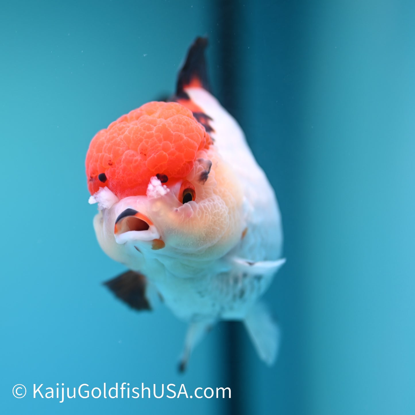 Red Cap Tricolor YuanBao Oranda 5 inches (240510_OR05) - Kaiju Goldfish USA