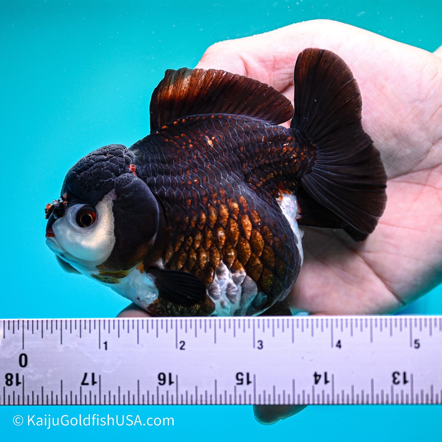 Panda YuanBao Oranda 4in body (240524_OR05) - Kaiju Goldfish USA