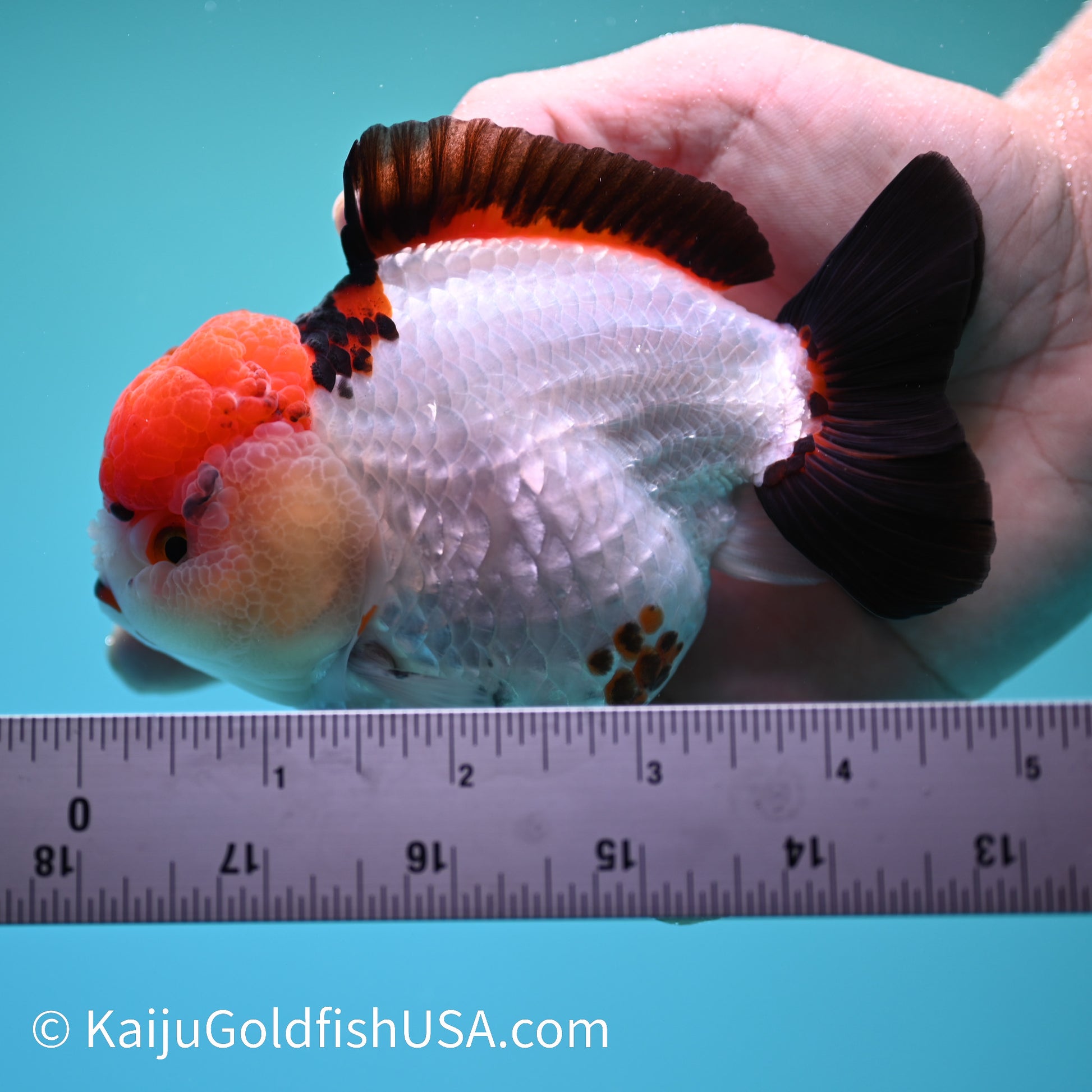 Red Cap Tricolor YuanBao Oranda 5 inches (240510_OR05) - Kaiju Goldfish USA