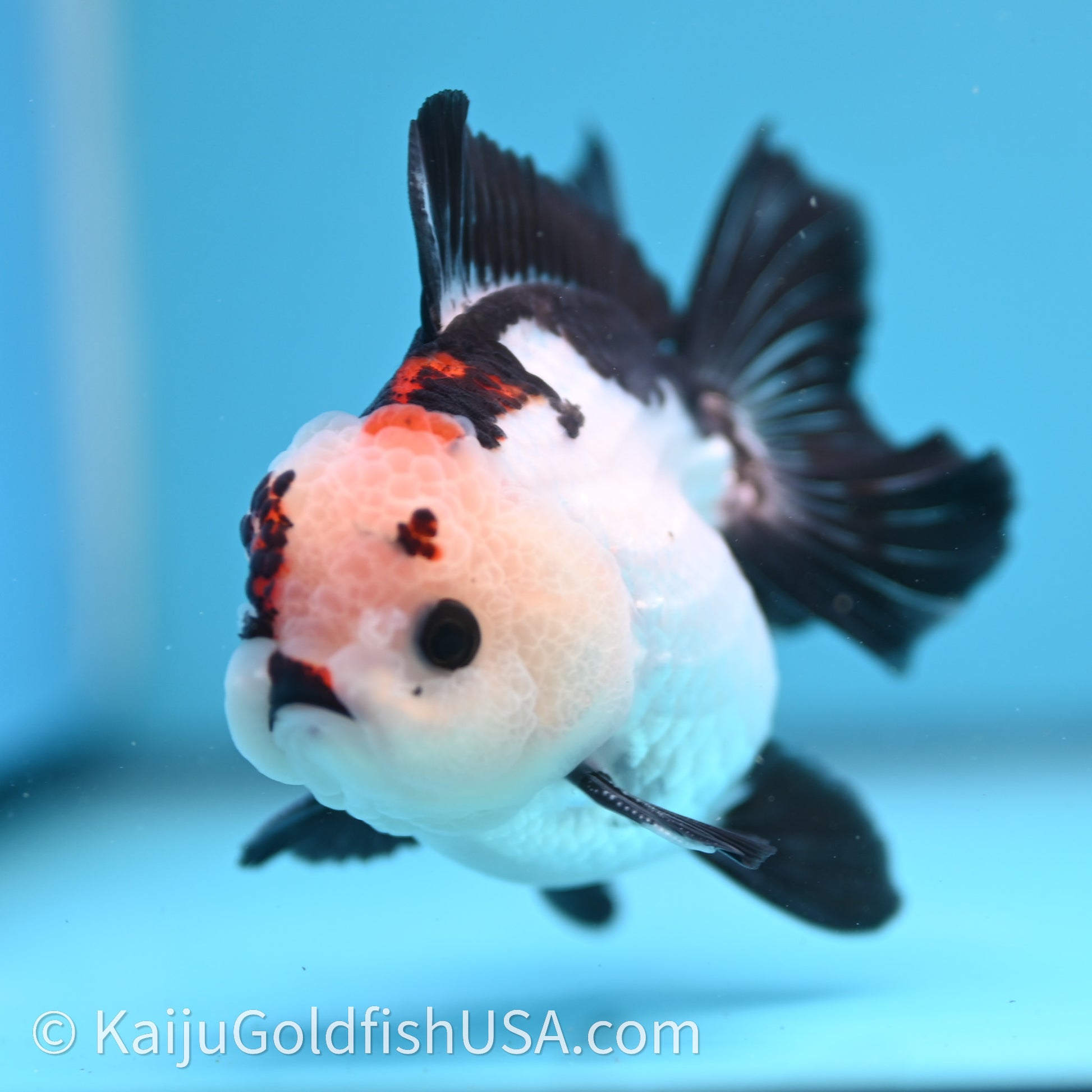 Tricolor Rose Tail YuanBao Oranda 3in body (240726_OR05) - Kaiju Goldfish USA