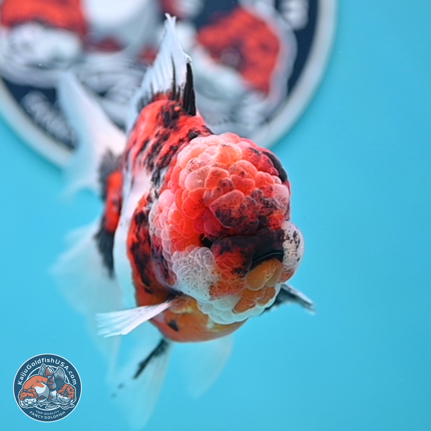 Tricolor Tiger Rose Tail Oranda 4 inches Body - Male (250404_OR05)