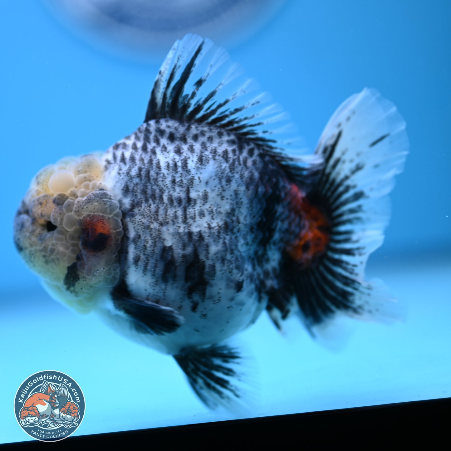 White Tiger Rose Tail Oranda 4.7 inches (241025_OR05) - Kaiju Goldfish USA