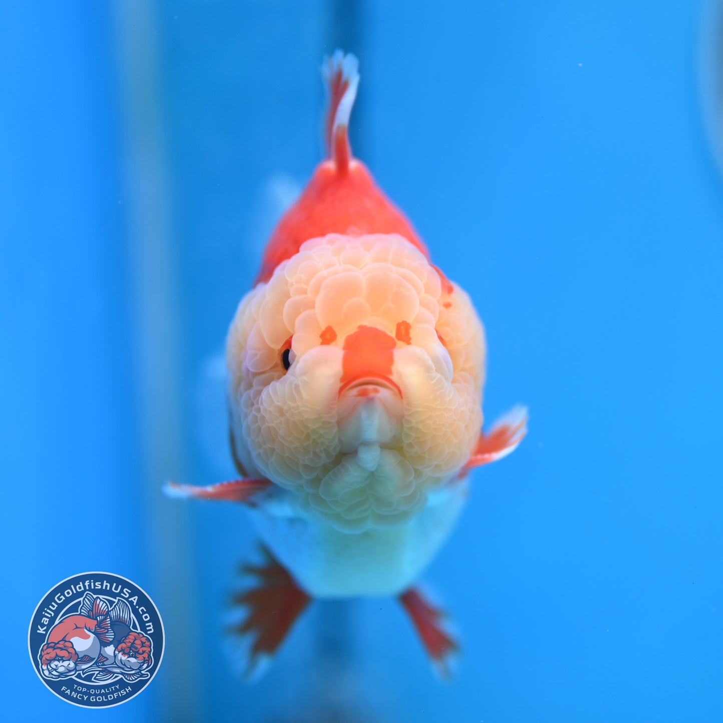 Chicken Face Red White Oranda 4 inches Body (250523_OR05)