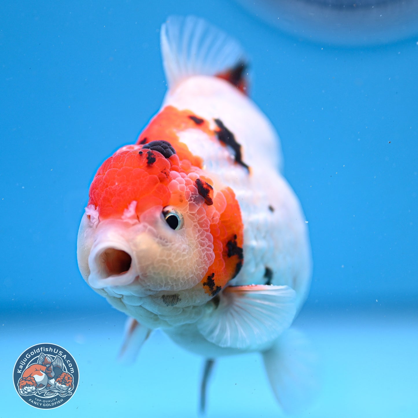 Tricolor YuanBao Oranda 4-5 inches (240920_OR05) - Kaiju Goldfish USA