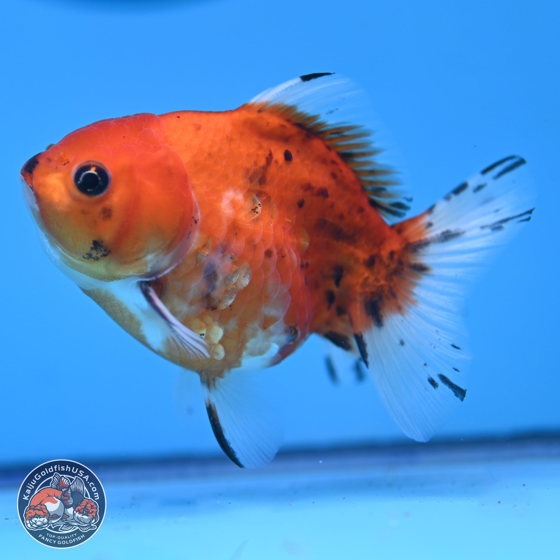 Calico Oranda 3.25in Body (240816_OR5) - Kaiju Goldfish USA