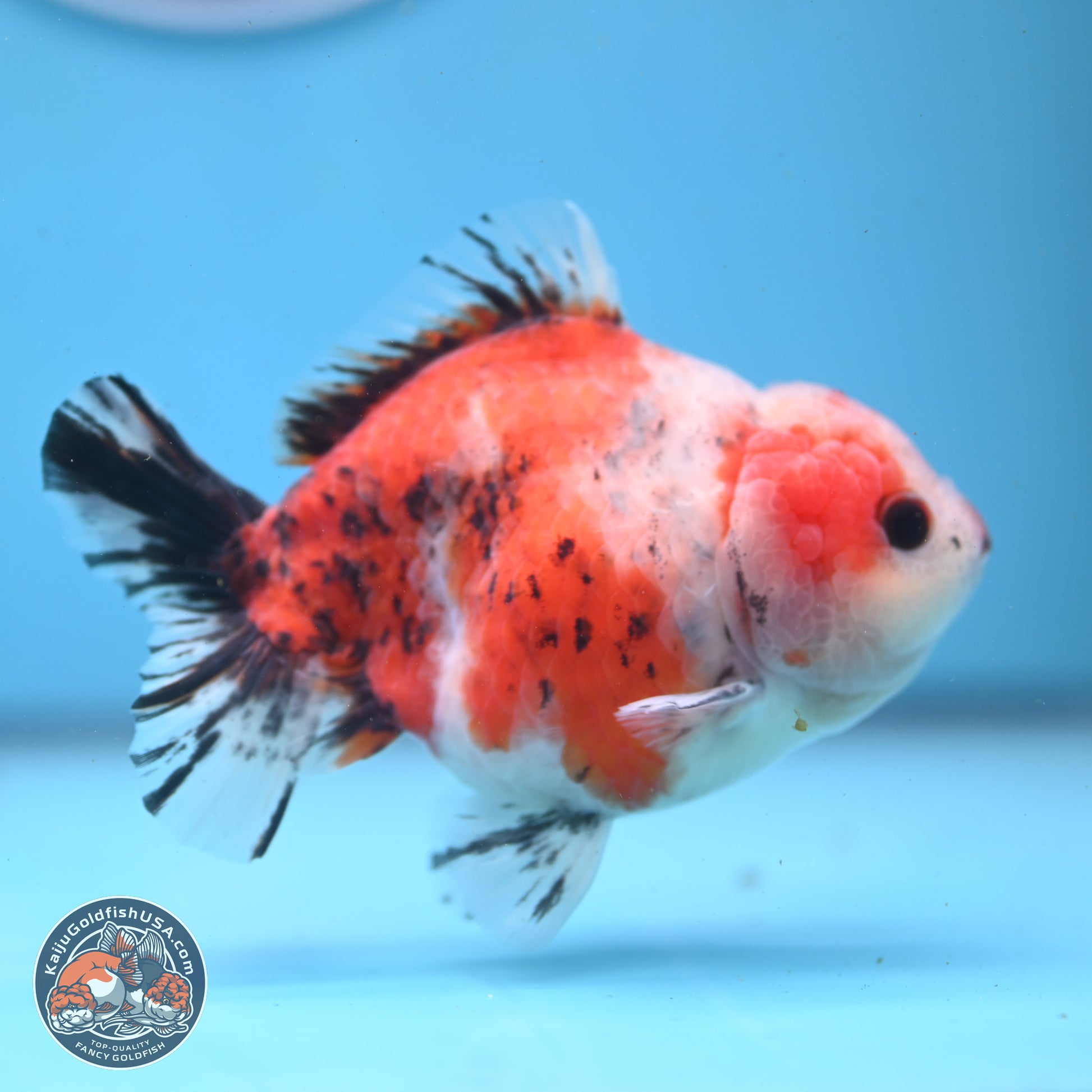 Tricolor Sakura YuanBao Oranda 5 inches - Male (241122_OR05) - Kaiju Goldfish USA