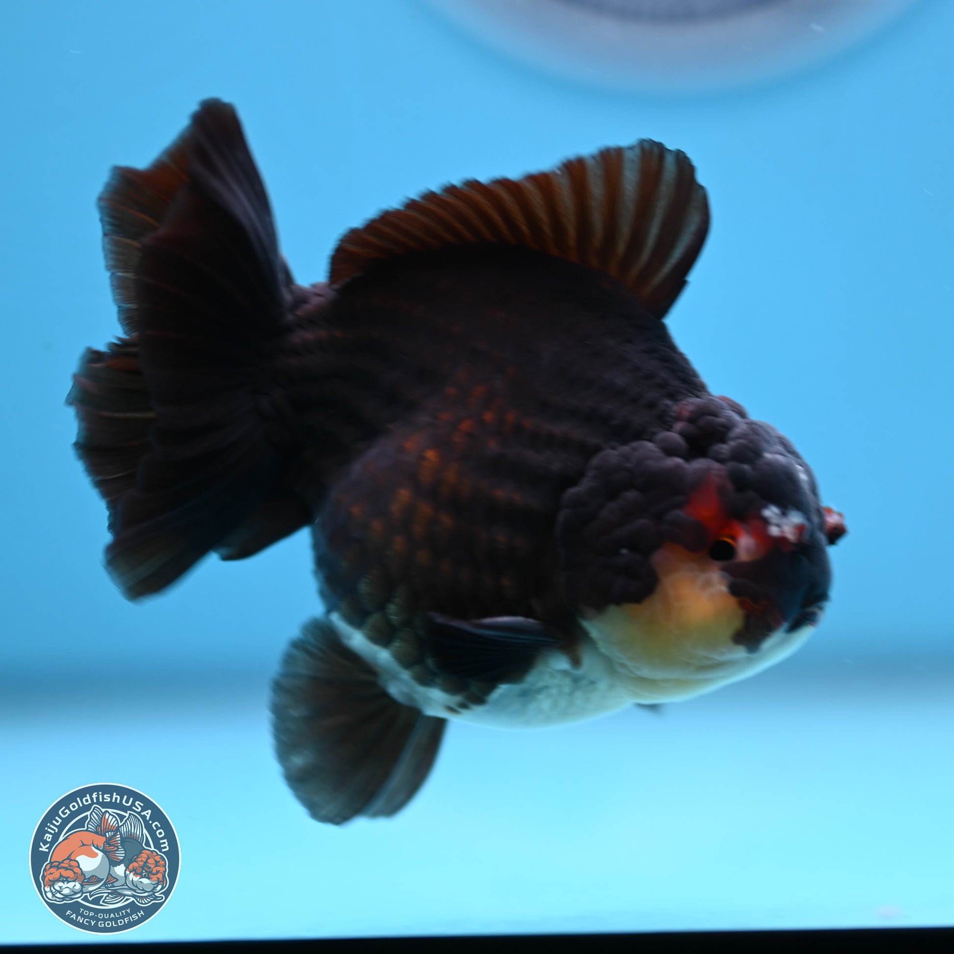 Panda YuanBao Oranda 3.5 inches Body - Male (250103_OR05) - Kaiju Goldfish USA