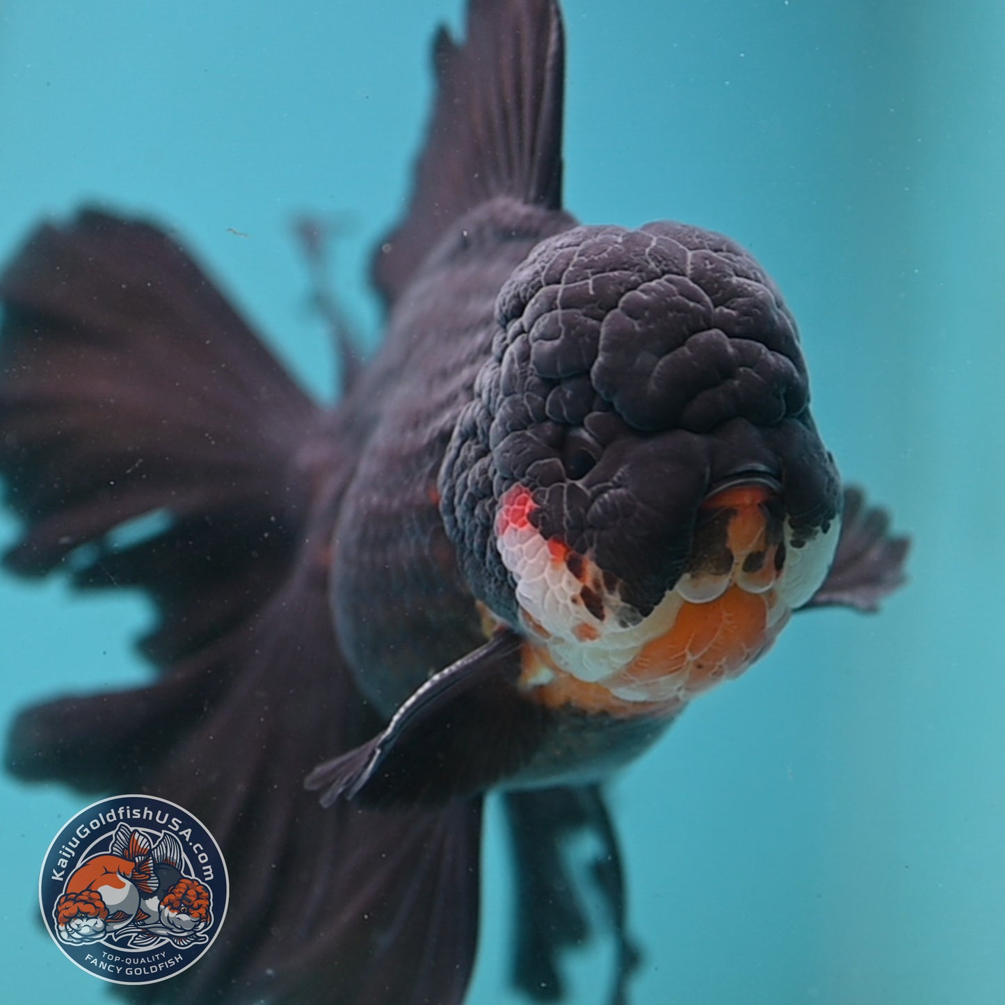 Black Orchid Tail Oranda 4.5 inch Body (251003_OR05)