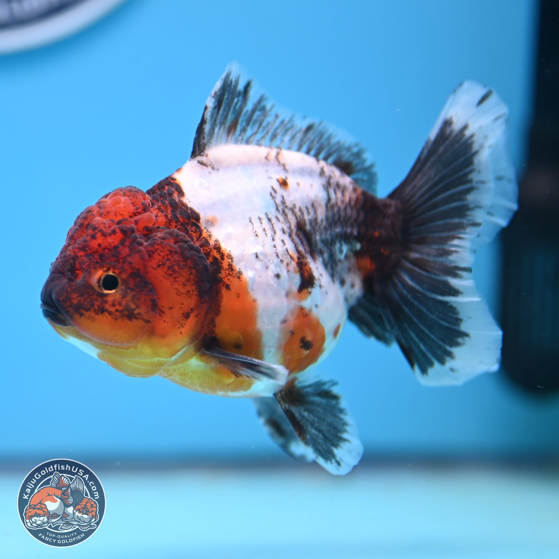 Shogun Calico Oranda 3.5-4 inches (241004_OR05) - Kaiju Goldfish USA