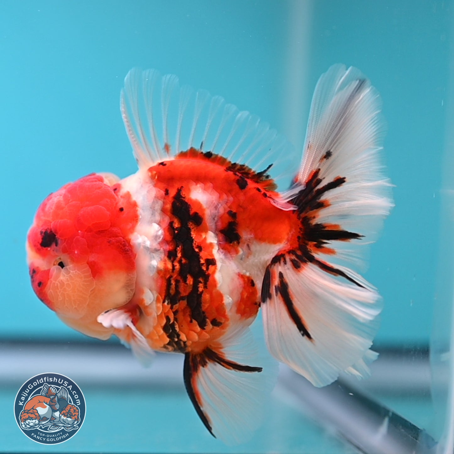 Tricolor Tiger Rose Tail Oranda 3.75 inches Body - Male (250207_OR05)