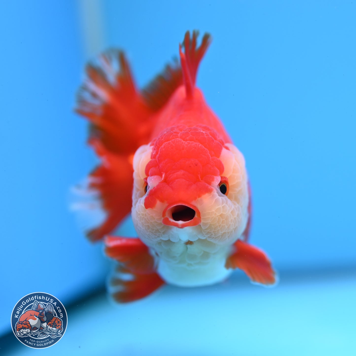 Red White YuanBao Oranda 3.5 inches Body - Male (250228_OR05)