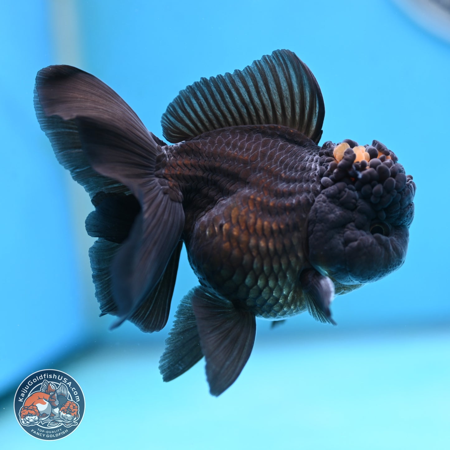 Marbled Wen Black Rose Tail Oranda 3 inches Body - Male (250117_OR05) - Kaiju Goldfish USA