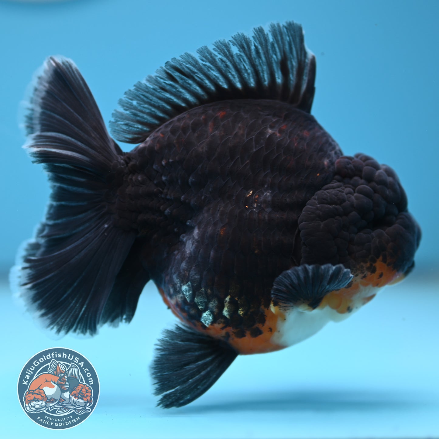 Kirin Oranda 4 inches Body (250530_OR05)