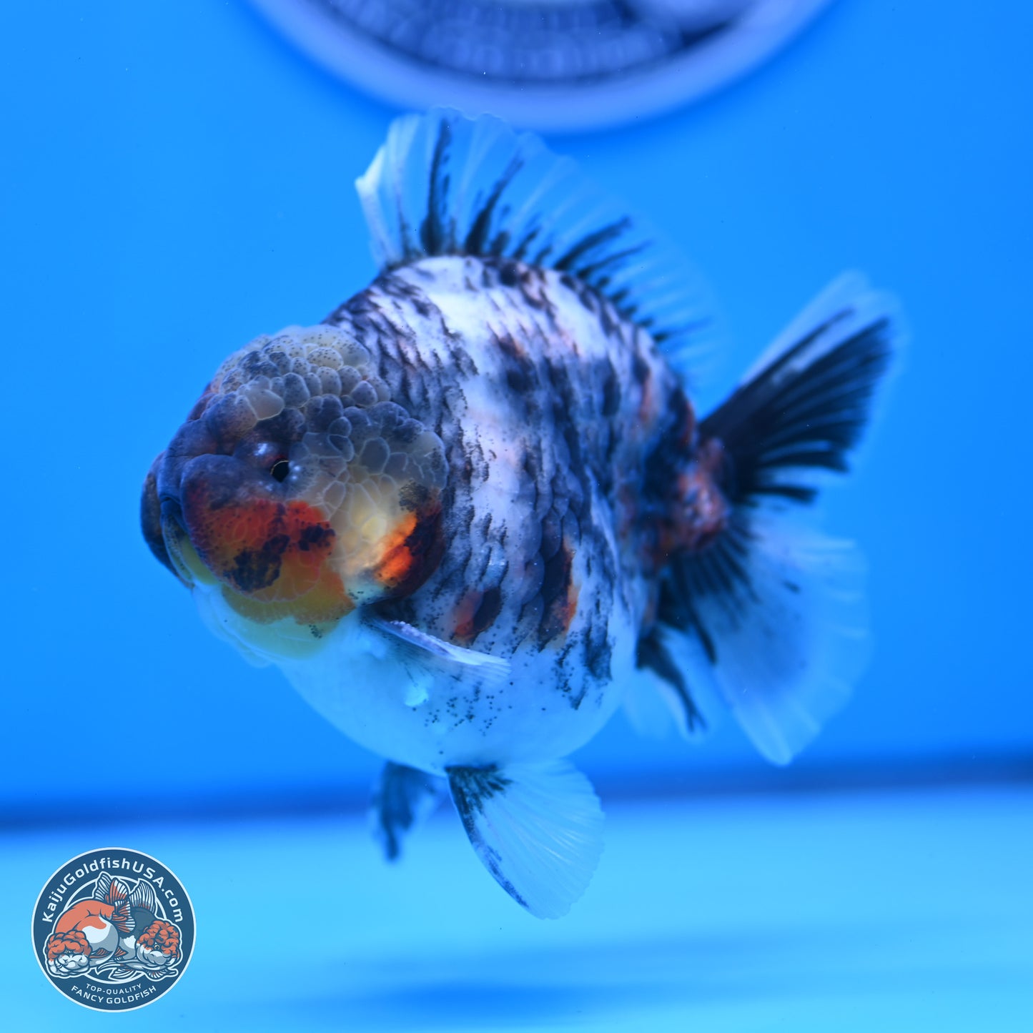Tricolor Tiger YuanBao Oranda 3.75 inches Body - Male (250307_OR05)