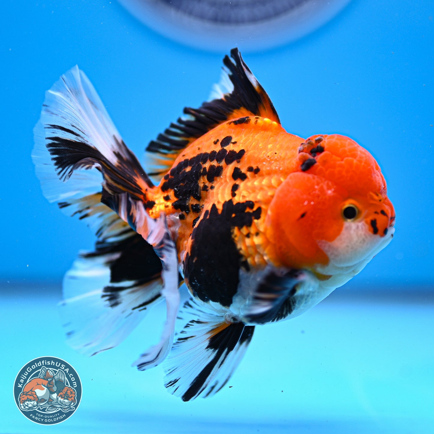 Tricolor Rose Tail Oranda 3in Body (240830_OR05) - Kaiju Goldfish USA