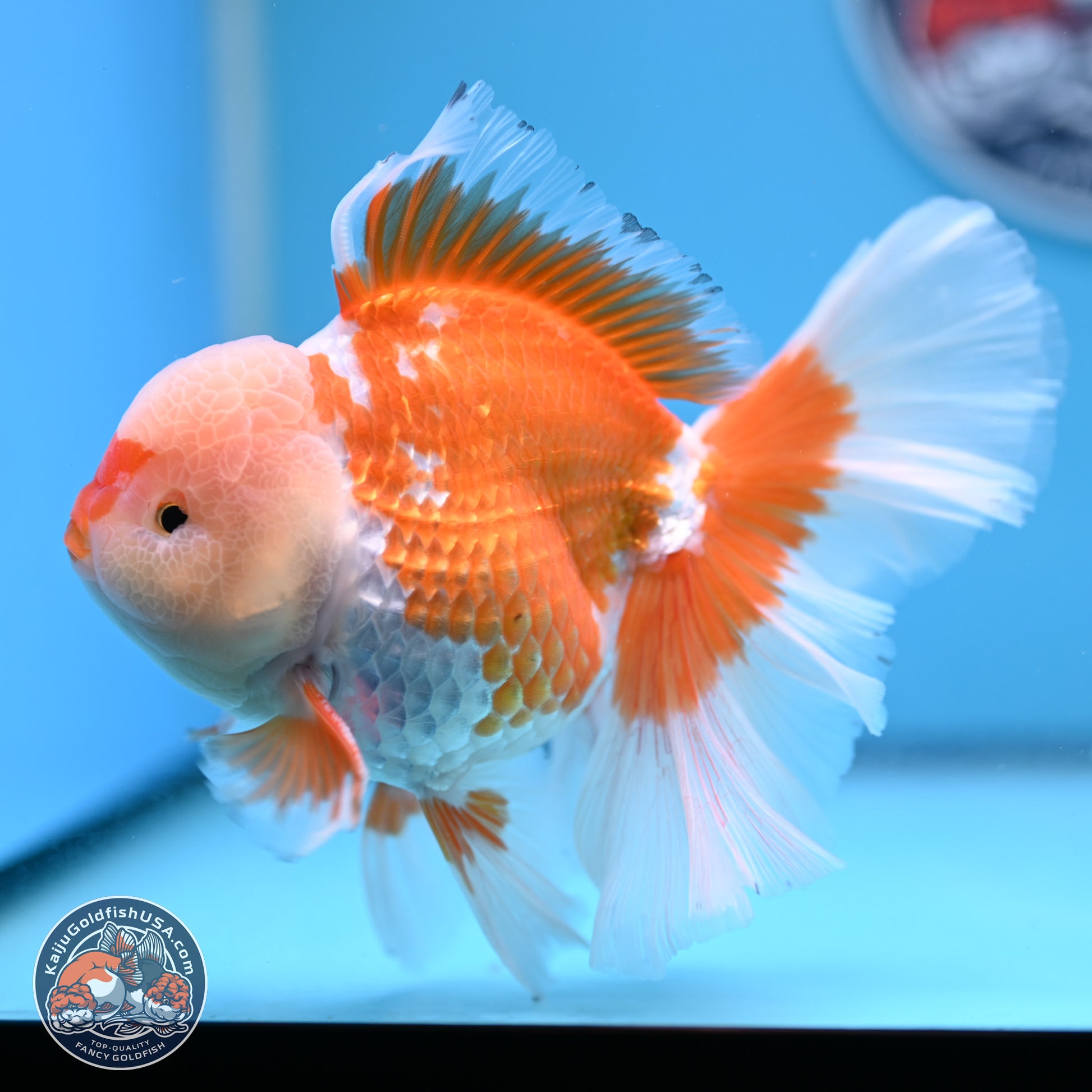 Red White Rose Tail Oranda 4-6.5 inches (240906_OR05) - Kaiju Goldfish USA