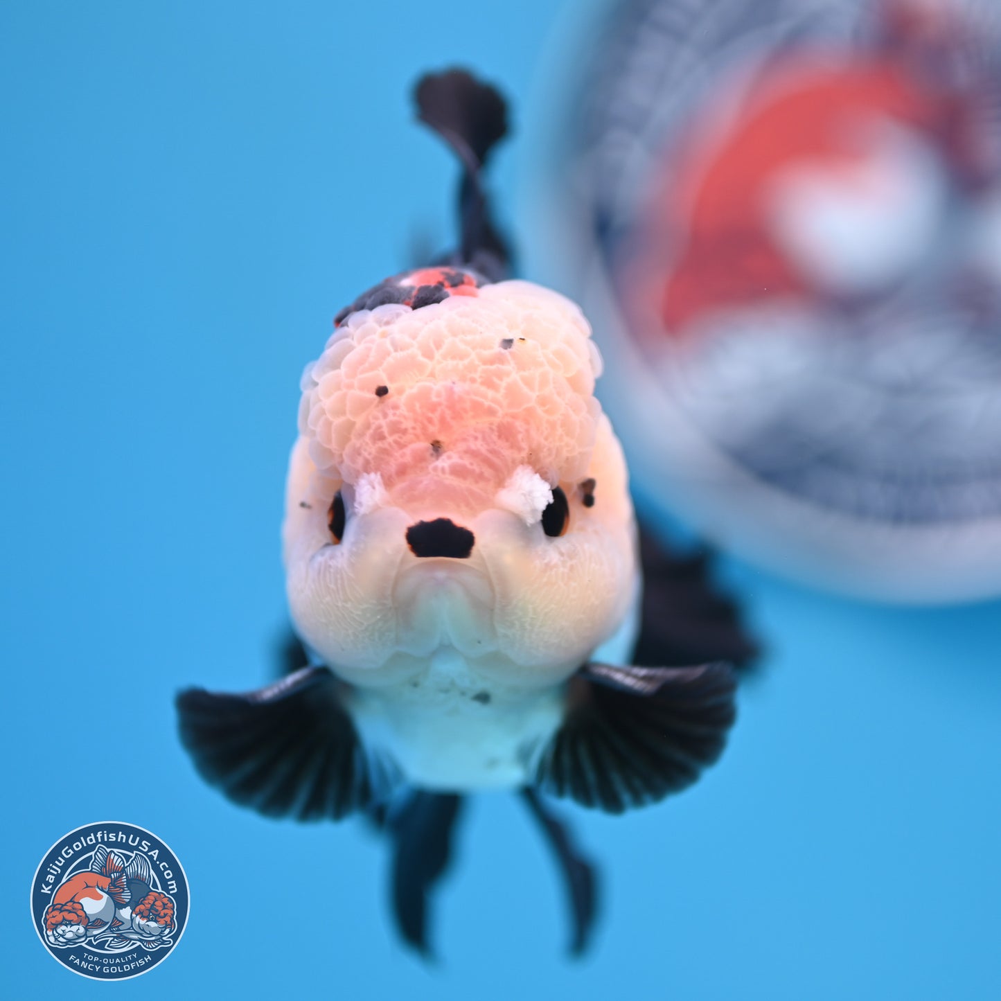 Tricolor Rose Tail Oranda 4.7 inches (241101_OR05) - Kaiju Goldfish USA