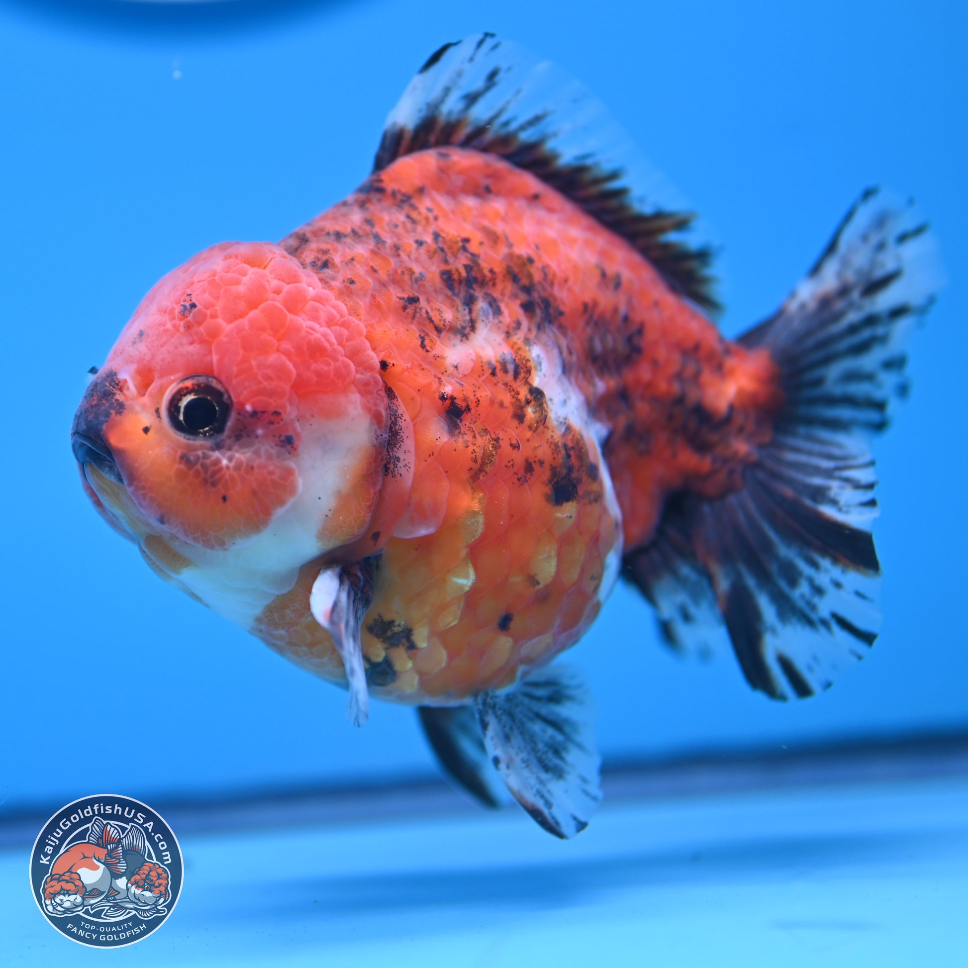 Tricolor Tiger YuanBao Oranda 5 inches - Male (241129_OR05) - Kaiju Goldfish USA