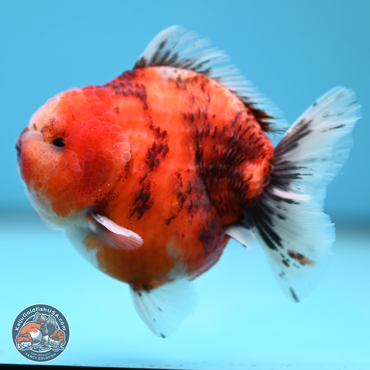 Tricolor Tiger YuanBao Oranda 3.25 inches Body - Male (250321_OR05)