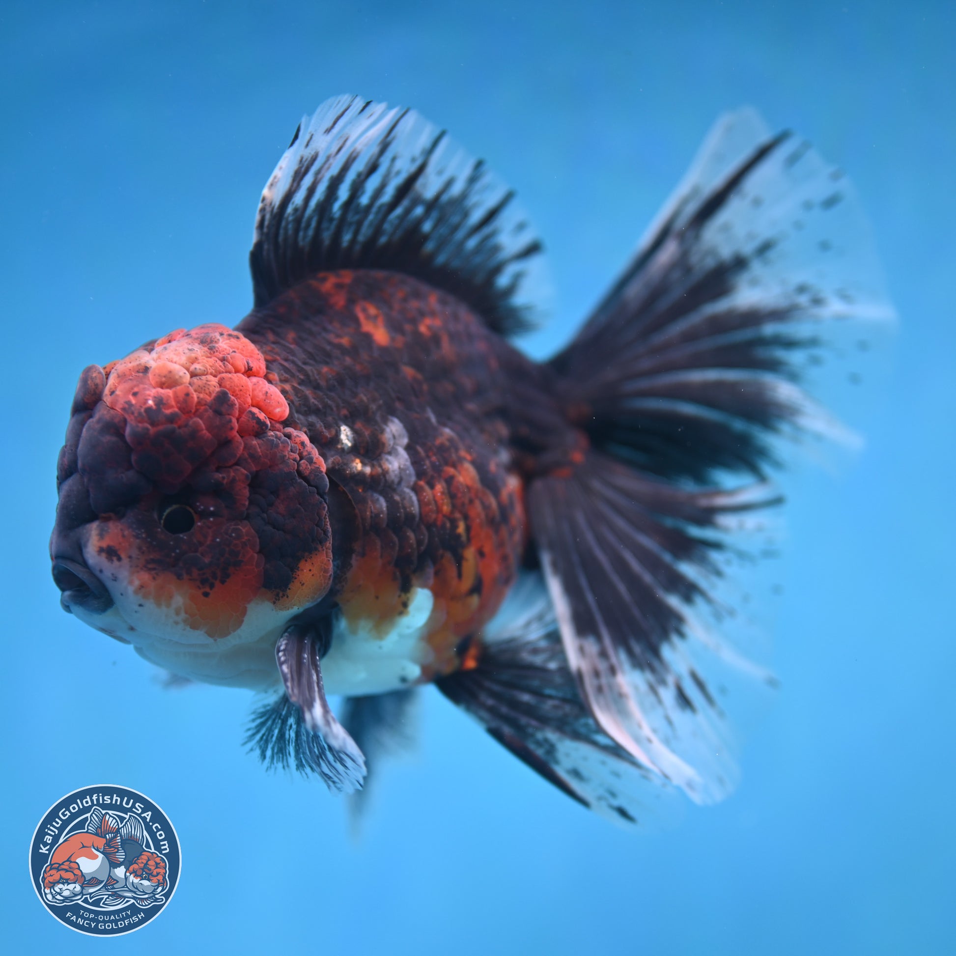 Red Kirin Rose Tail Oranda 6.5 inches - Male (241115_OR05) - Kaiju Goldfish USA