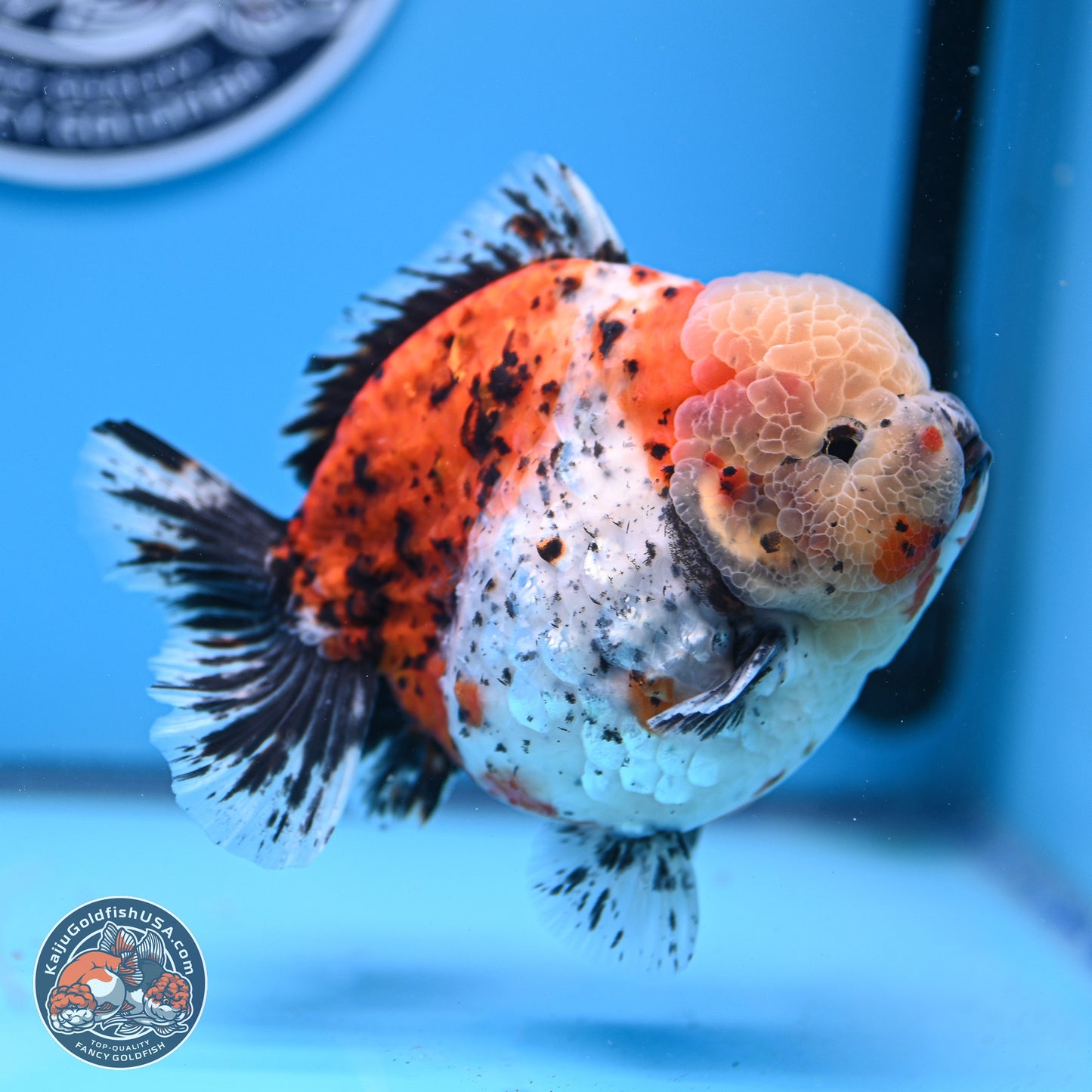 Jumbo Shogun Godzilla Calico Oranda 5in Body (240823_OR5) - Overnight shipping only - Kaiju Goldfish USA