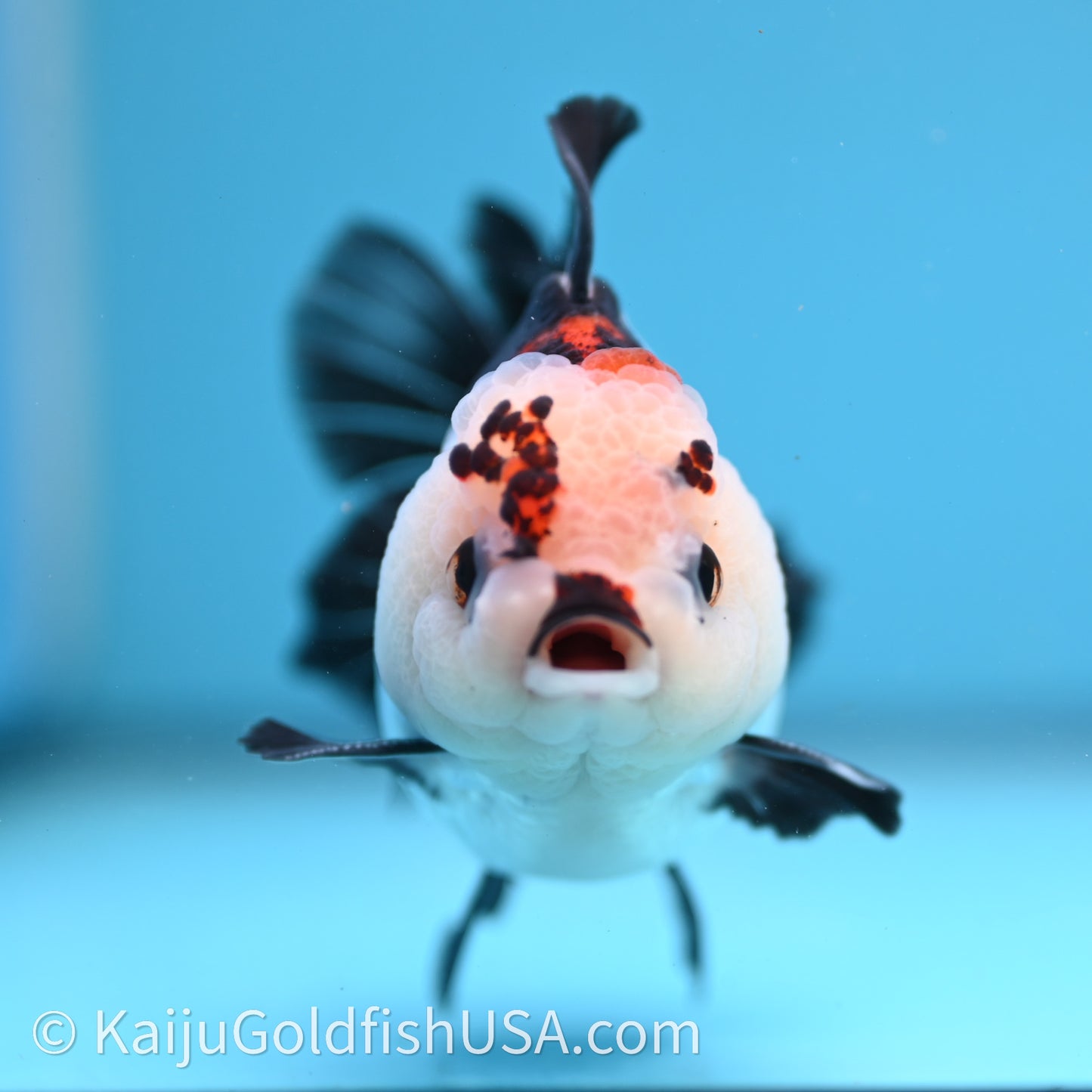 Tricolor Rose Tail YuanBao Oranda 3in body (240726_OR05) - Kaiju Goldfish USA