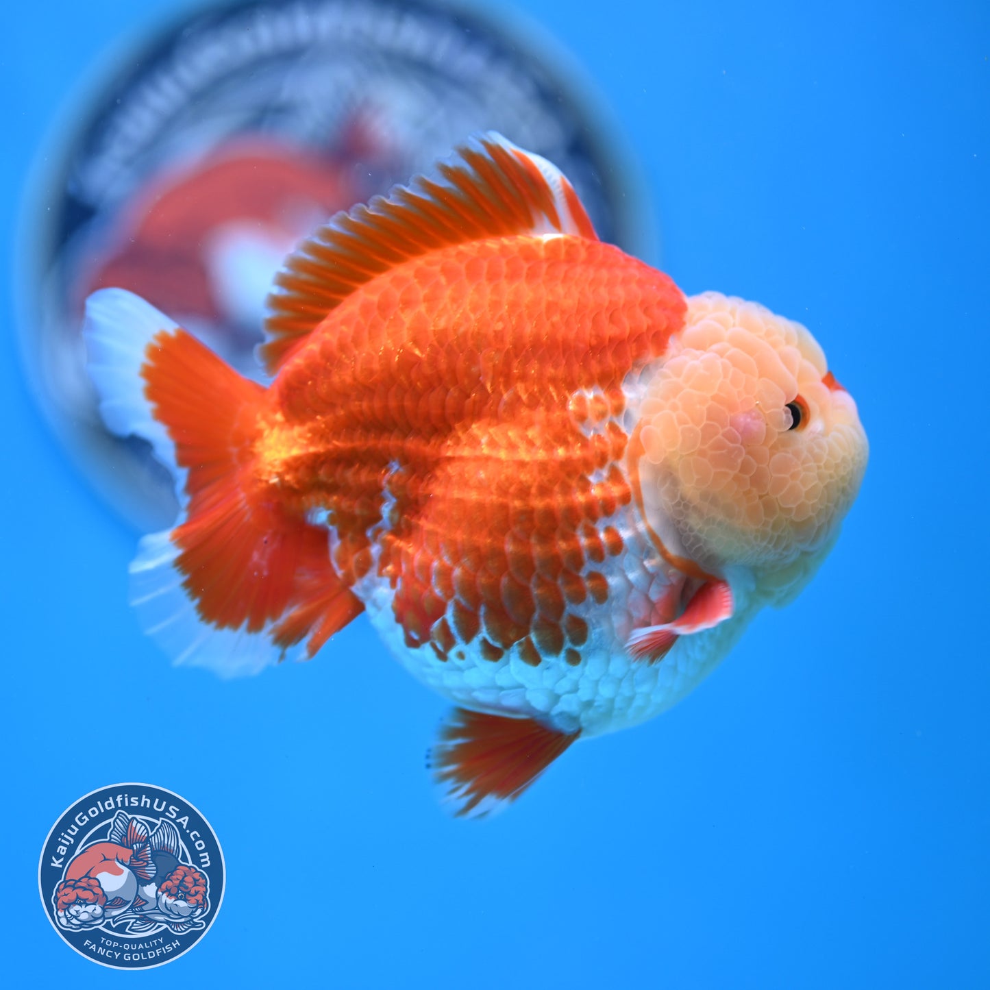 Chicken Face Red White Oranda 4 inches Body (250523_OR05)