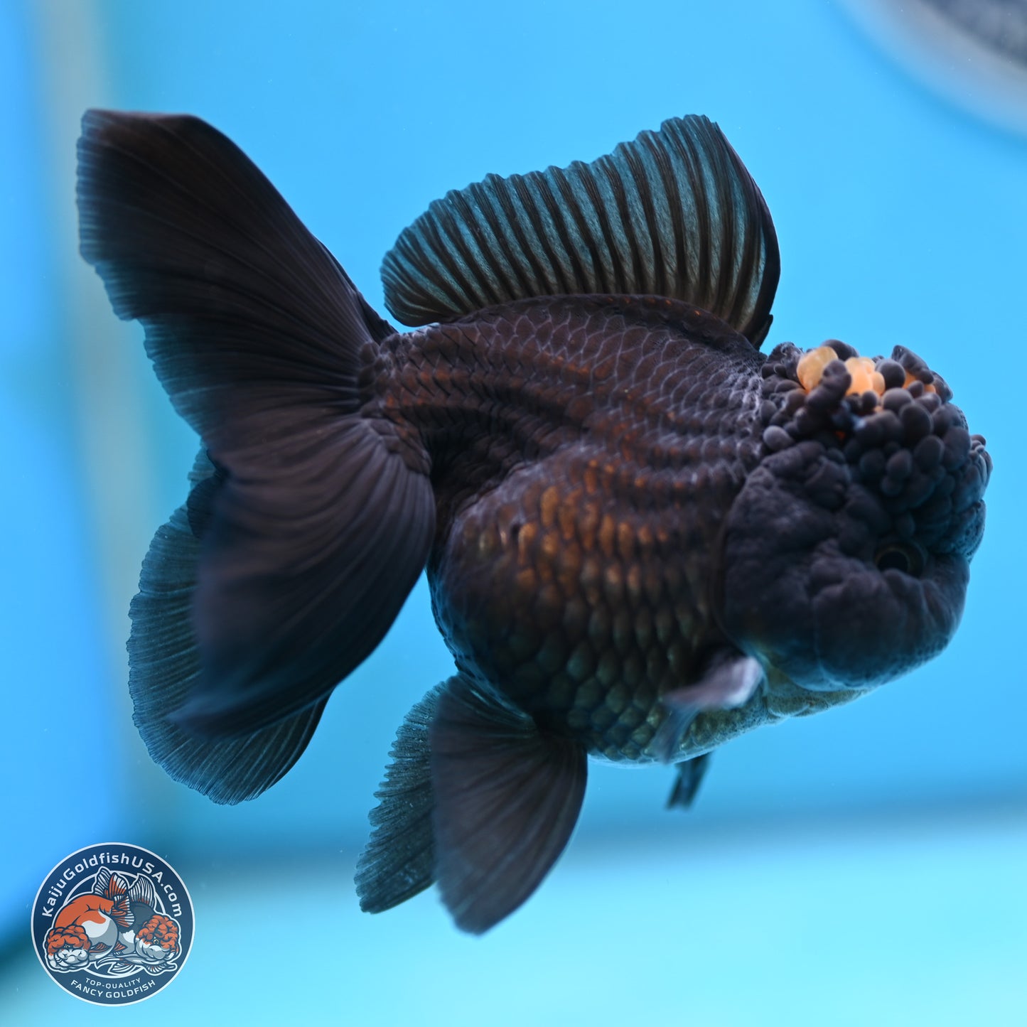 Marbled Wen Black Rose Tail Oranda 3 inches Body - Male (250117_OR05) - Kaiju Goldfish USA