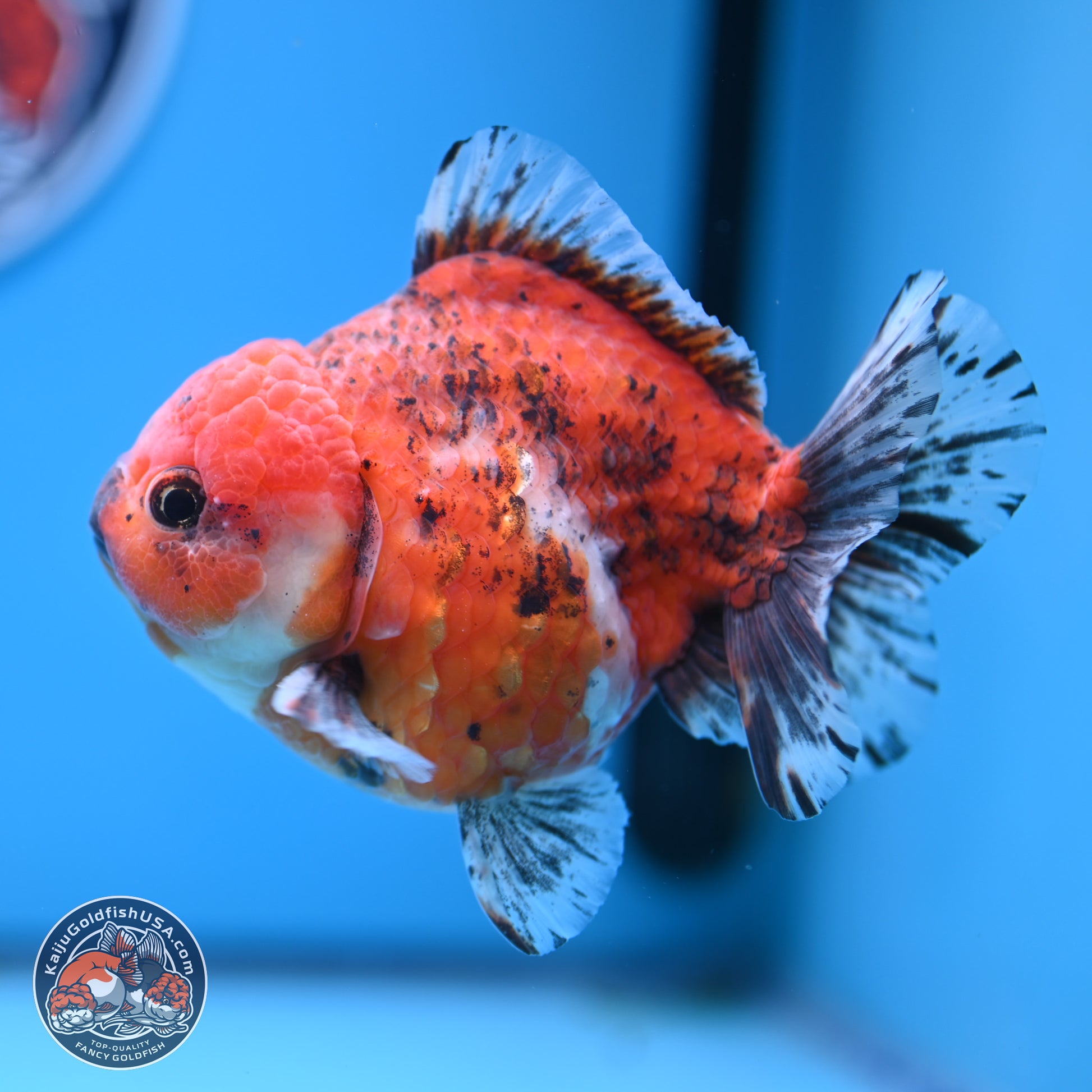 Tricolor Tiger YuanBao Oranda 5 inches - Male (241129_OR05) - Kaiju Goldfish USA