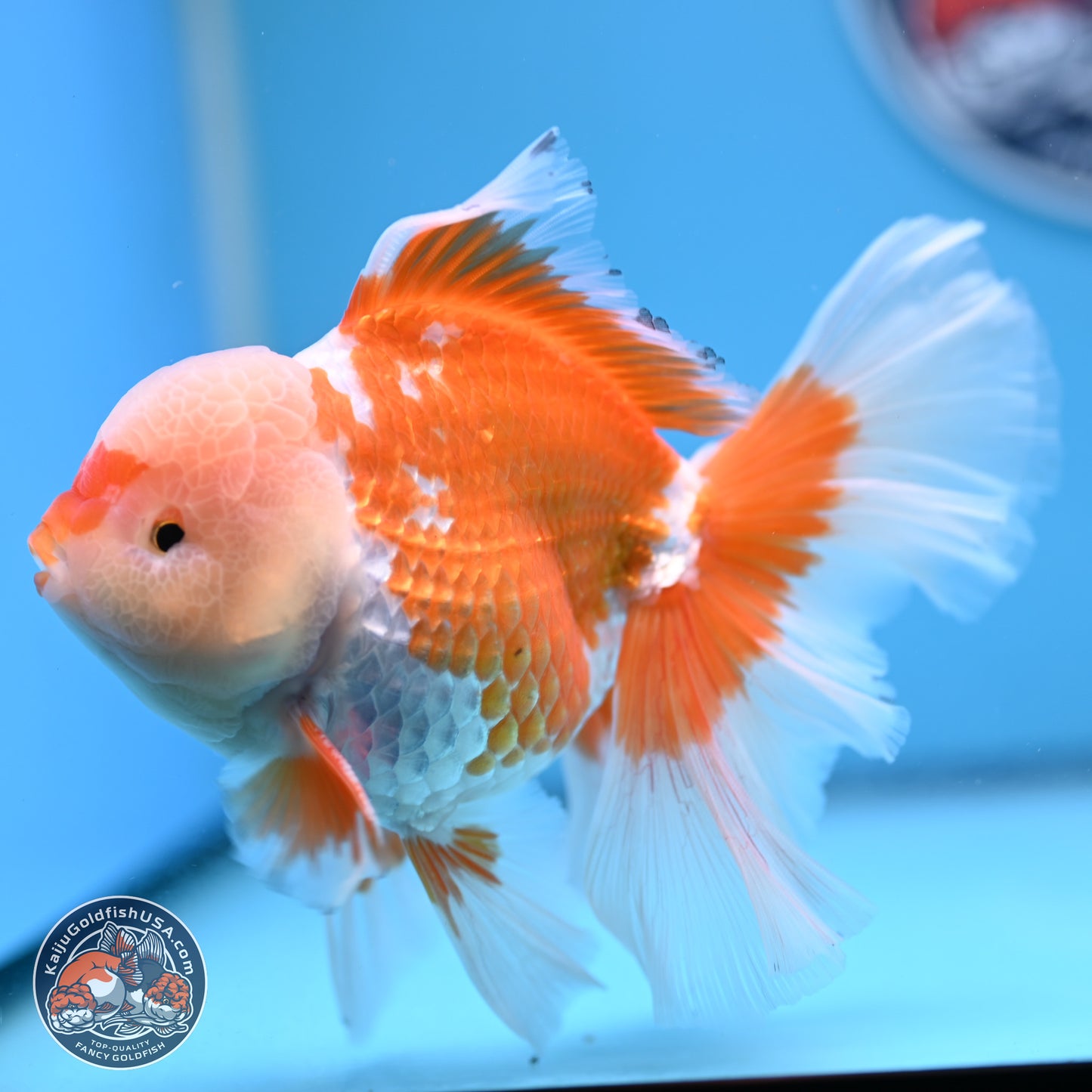 Red White Rose Tail Oranda 4-6.5 inches (240906_OR05) - Kaiju Goldfish USA