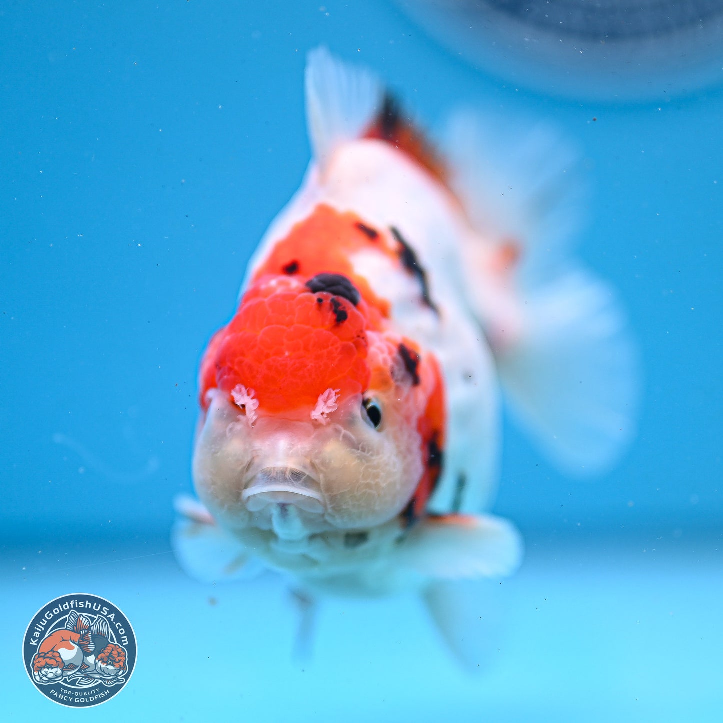 Tricolor YuanBao Oranda 4-5 inches (240920_OR05) - Kaiju Goldfish USA