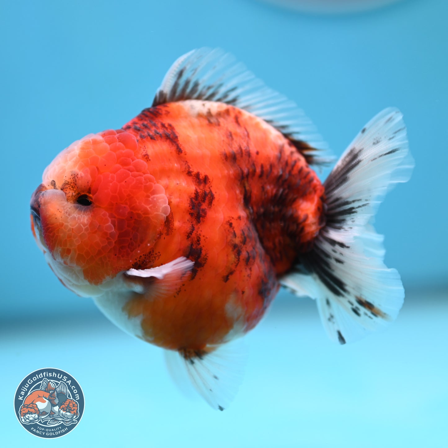 Tricolor Tiger YuanBao Oranda 3.25 inches Body - Male (250321_OR05)