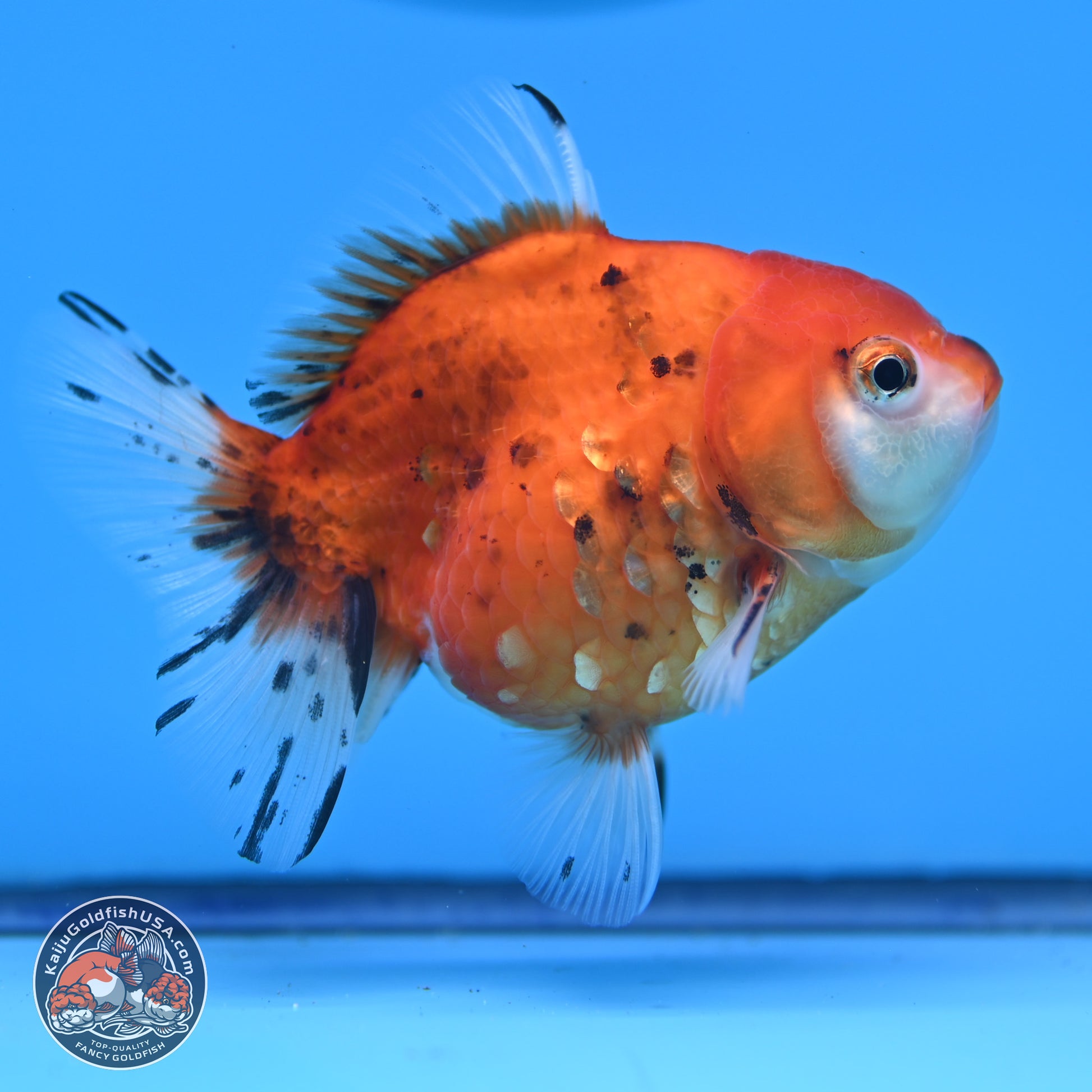 Calico Oranda 3.25in Body (240816_OR5) - Kaiju Goldfish USA