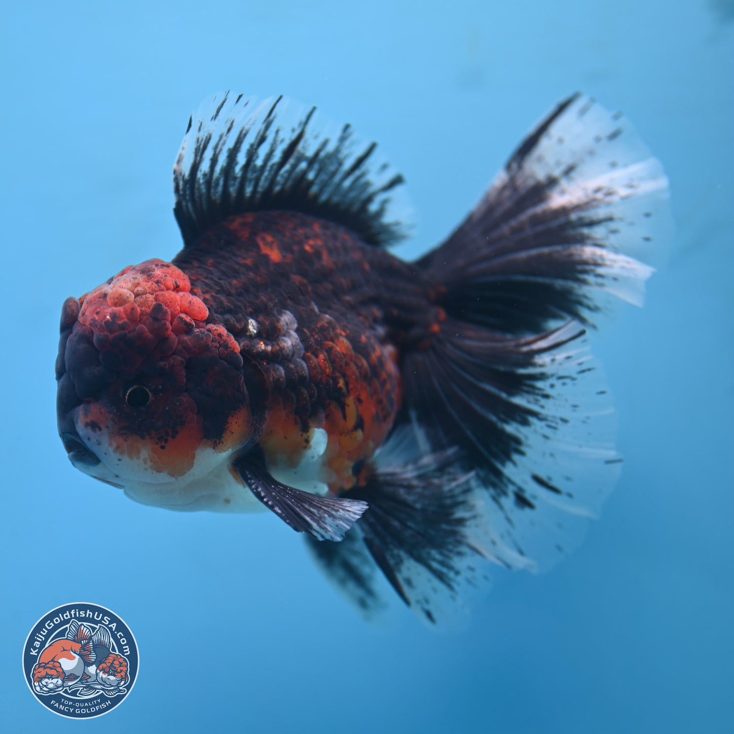 Red Kirin Rose Tail Oranda 6.5 inches - Male (241115_OR05) - Kaiju Goldfish USA