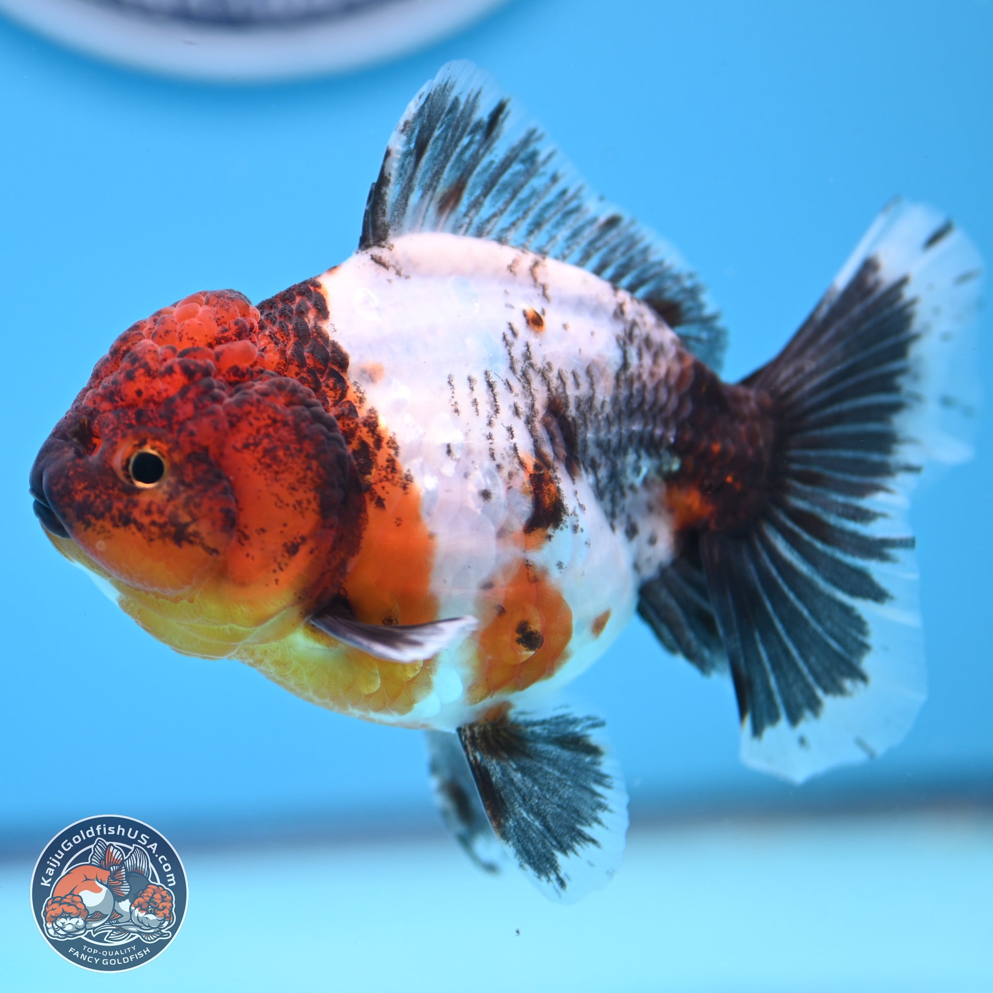 Shogun Calico Oranda 3.5-4 inches (241004_OR05) - Kaiju Goldfish USA