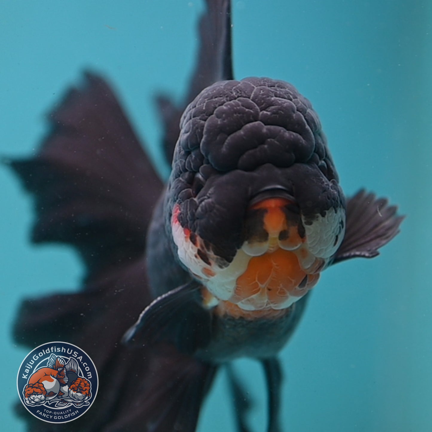 Black Orchid Tail Oranda 4.5 inch Body (251003_OR05)