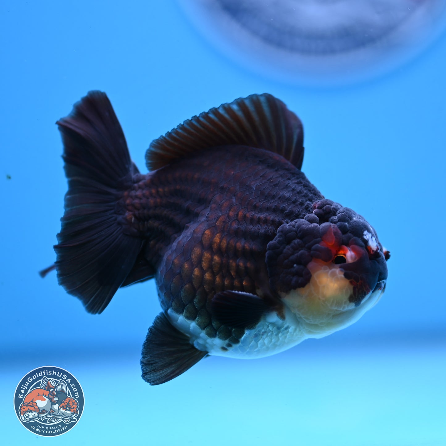 Panda YuanBao Oranda 3.5 inches Body - Male (250103_OR05) - Kaiju Goldfish USA