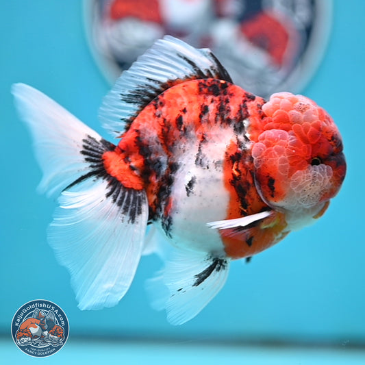 Tricolor Tiger Rose Tail Oranda 4 inches Body - Male (250404_OR05)