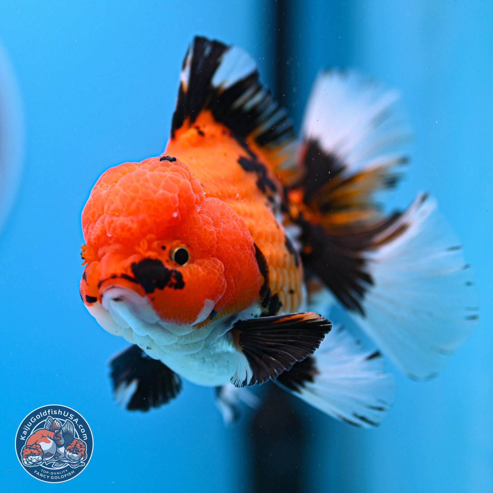 Tricolor Rose Tail Oranda 3in Body (240830_OR05) - Kaiju Goldfish USA