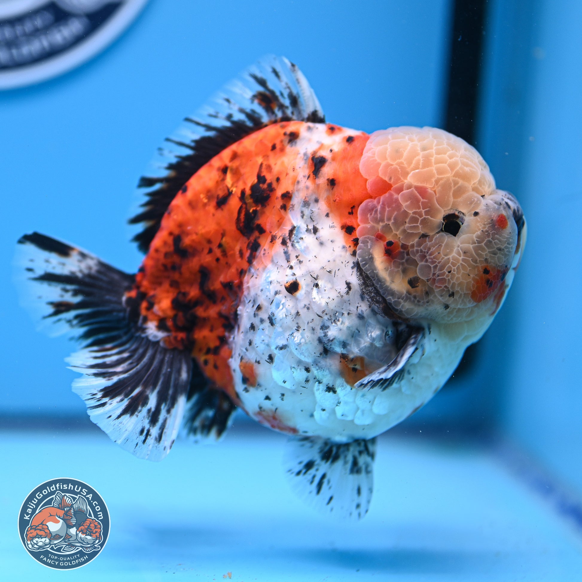 Jumbo Shogun Godzilla Calico Oranda 5in Body (240823_OR5) - Overnight shipping only - Kaiju Goldfish USA