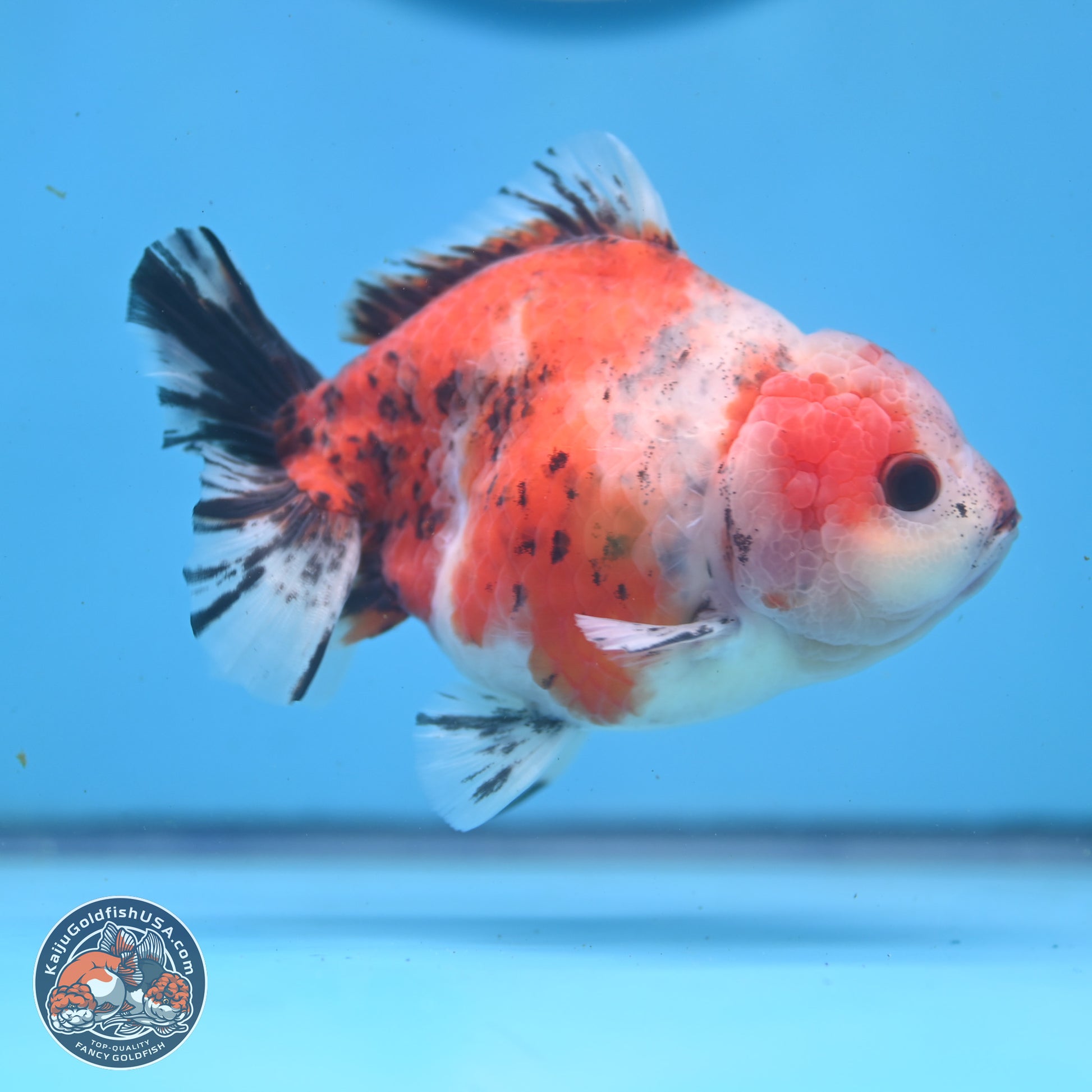 Tricolor Sakura YuanBao Oranda 5 inches - Male (241122_OR05) - Kaiju Goldfish USA