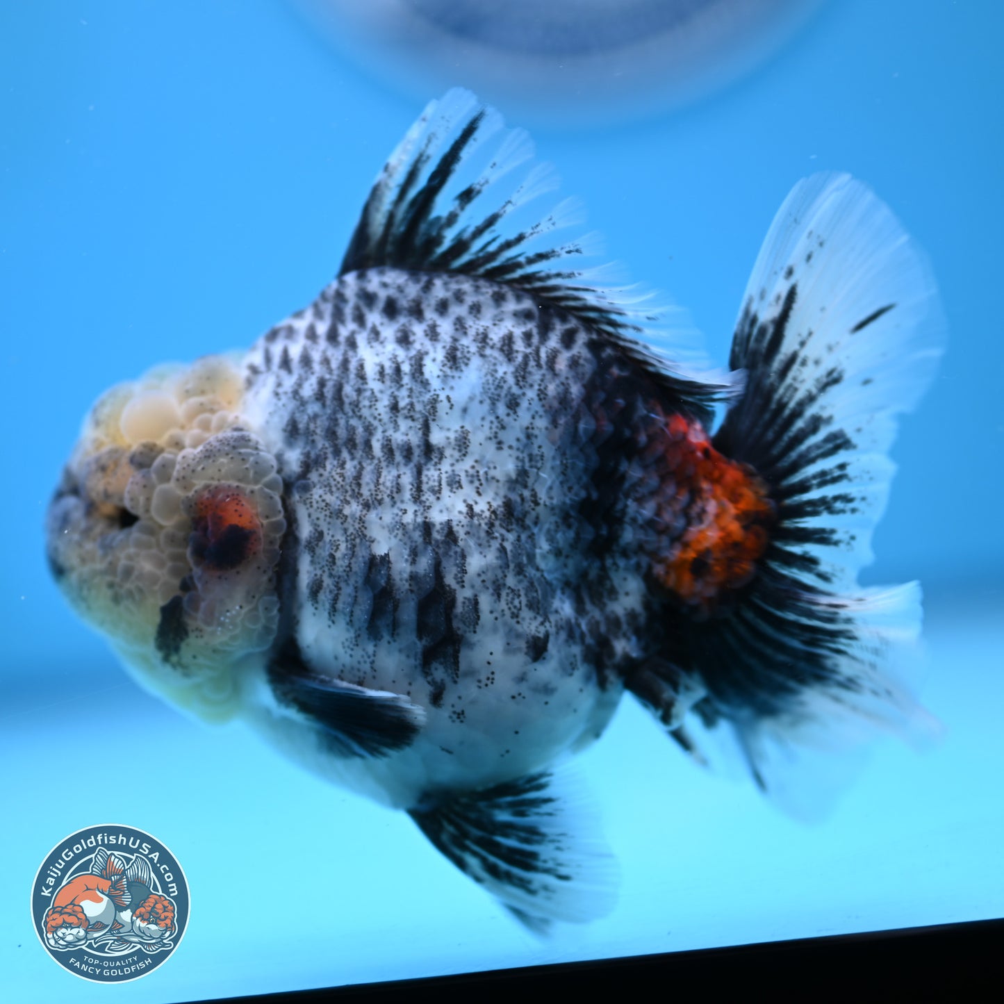 White Tiger Rose Tail Oranda 4.7 inches (241025_OR05) - Kaiju Goldfish USA