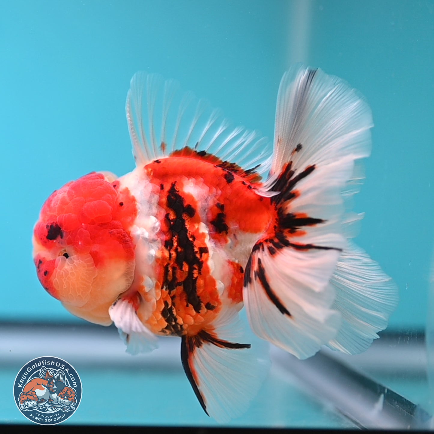 Tricolor Tiger Rose Tail Oranda 3.75 inches Body - Male (250207_OR05)