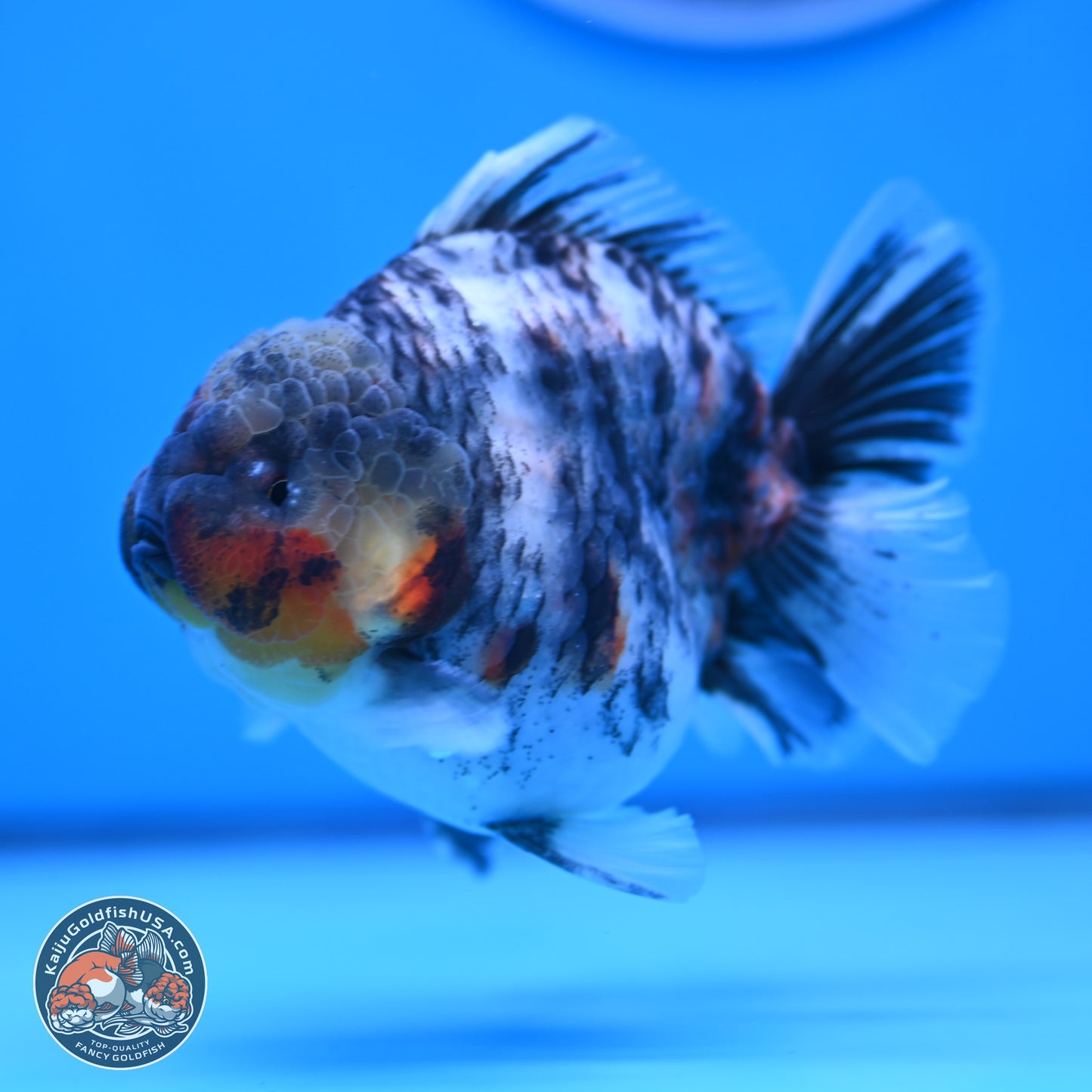 Tricolor Tiger YuanBao Oranda 3.75 inches Body - Male (250307_OR05)