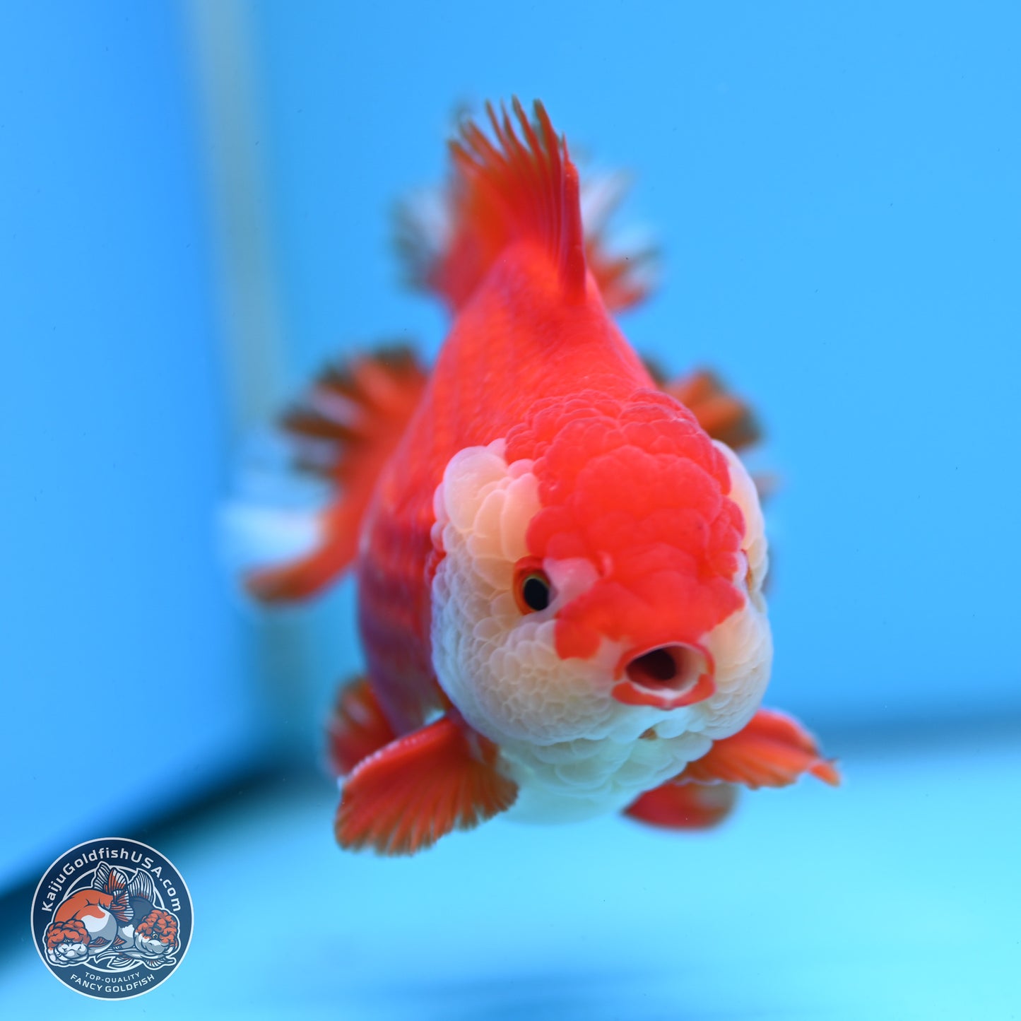 Red White YuanBao Oranda 3.5 inches Body - Male (250228_OR05)