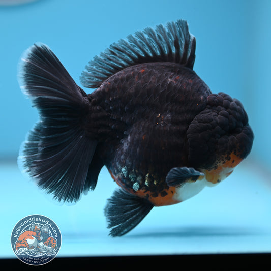 Kirin Oranda 4 inches Body (250530_OR05)