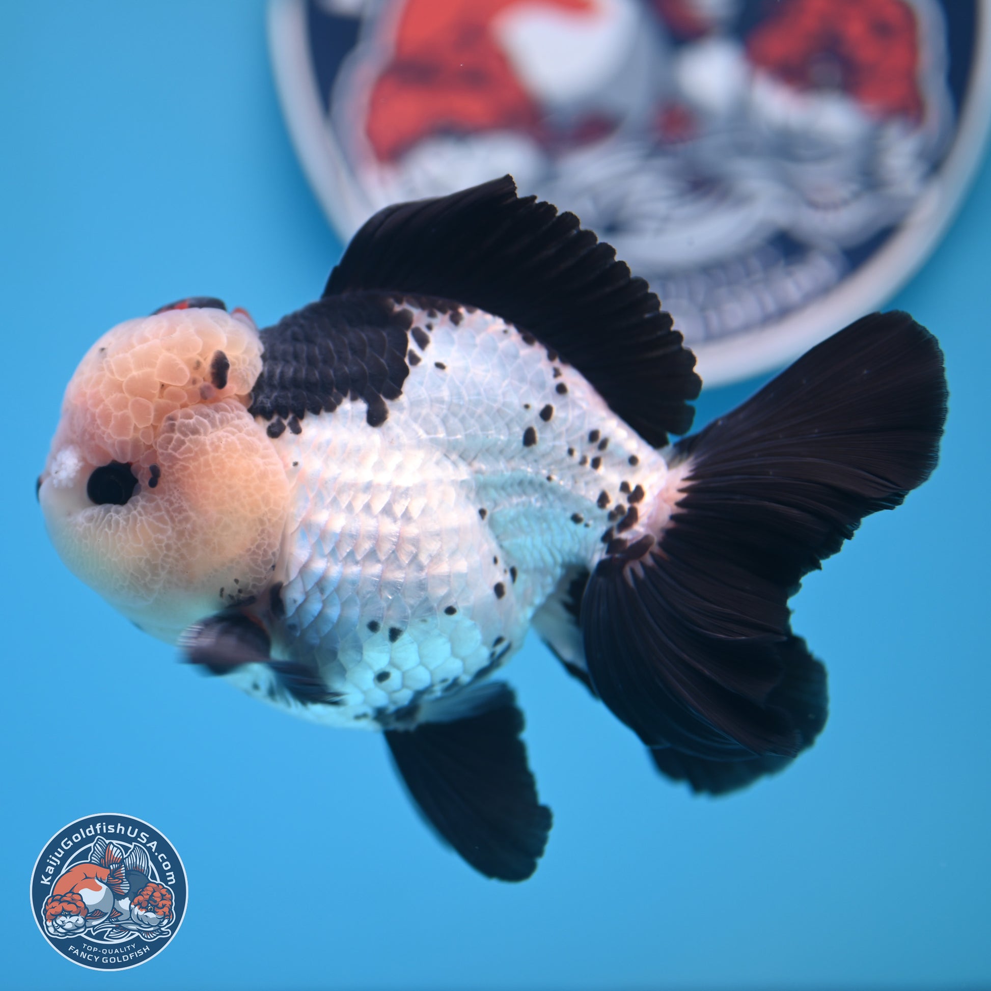 Tricolor Rose Tail Oranda 4.7 inches (241101_OR05) - Kaiju Goldfish USA