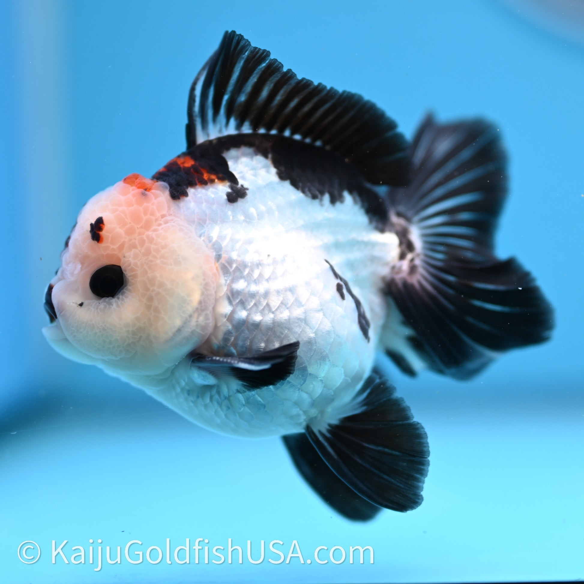 Tricolor Rose Tail YuanBao Oranda 3in body (240726_OR05) - Kaiju Goldfish USA