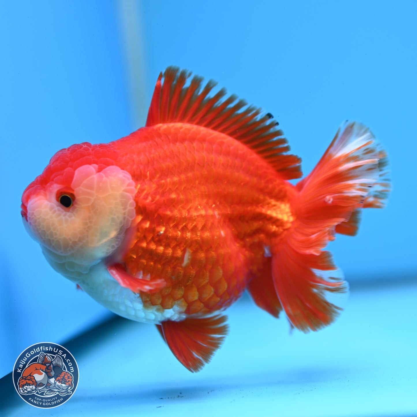 Red White YuanBao Oranda 3.5 inches Body - Male (250228_OR05)